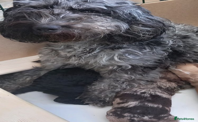 Cockapoo dogs - Advert 13