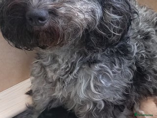 Cockapoo dogs - Advert 34