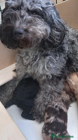 Cockapoo dogs - Advert 13