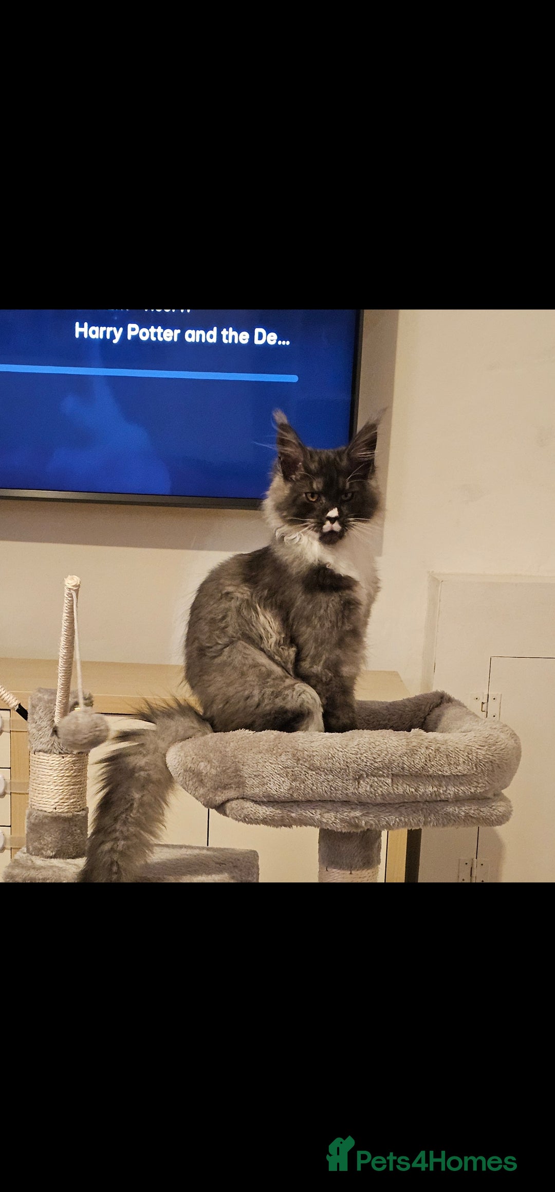 Maine Coon cats for sale: Purebred Maine Coon - Advert 2