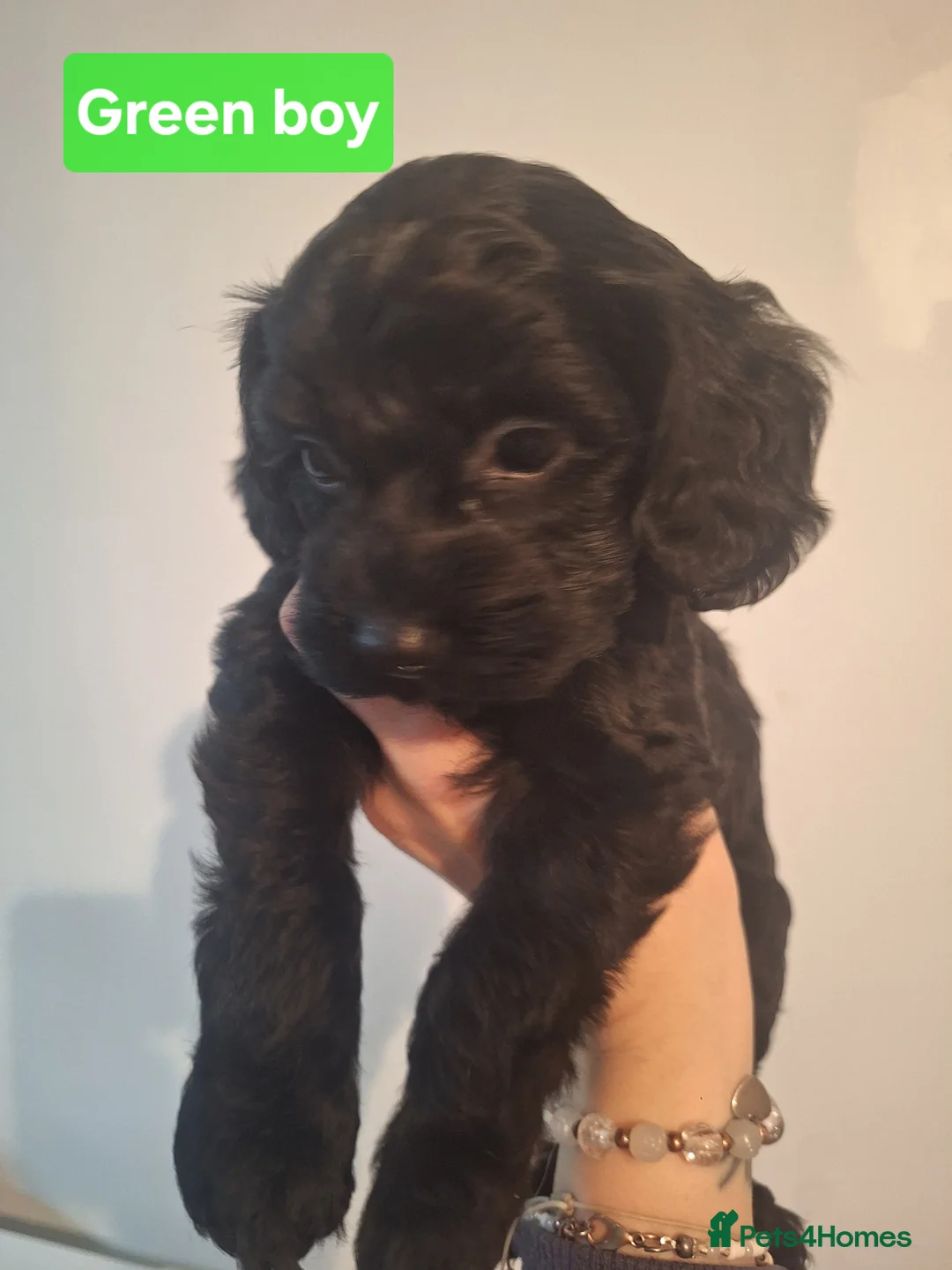 Cockapoo dogs for sale: Cockapoo puppies - Advert 8