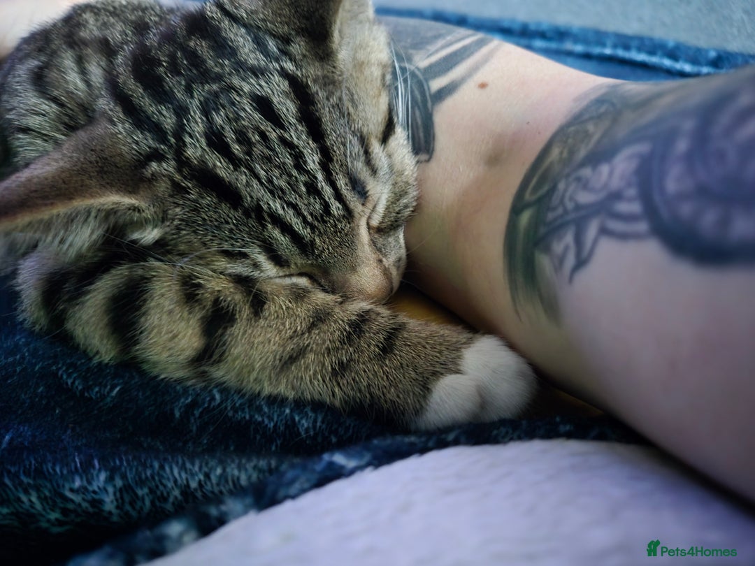 Bengal cats for sale: 3 part bengal boys - Advert 5