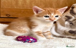 Mixed Breed cats for sale: Ginger Kittens from half Siamese mum - Image 8