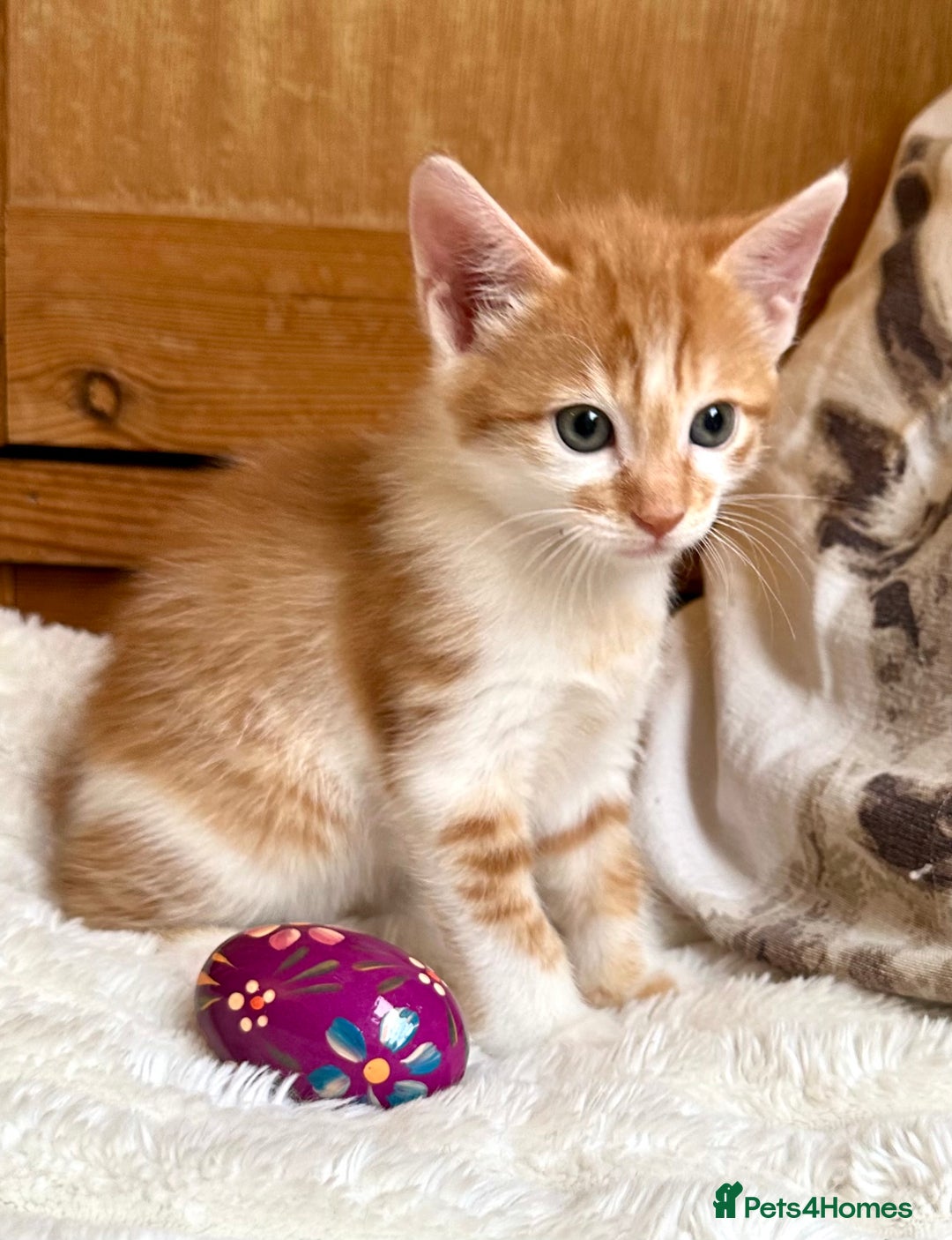 Mixed Breed cats for sale: Ginger Kittens from half Siamese mum - Image 8