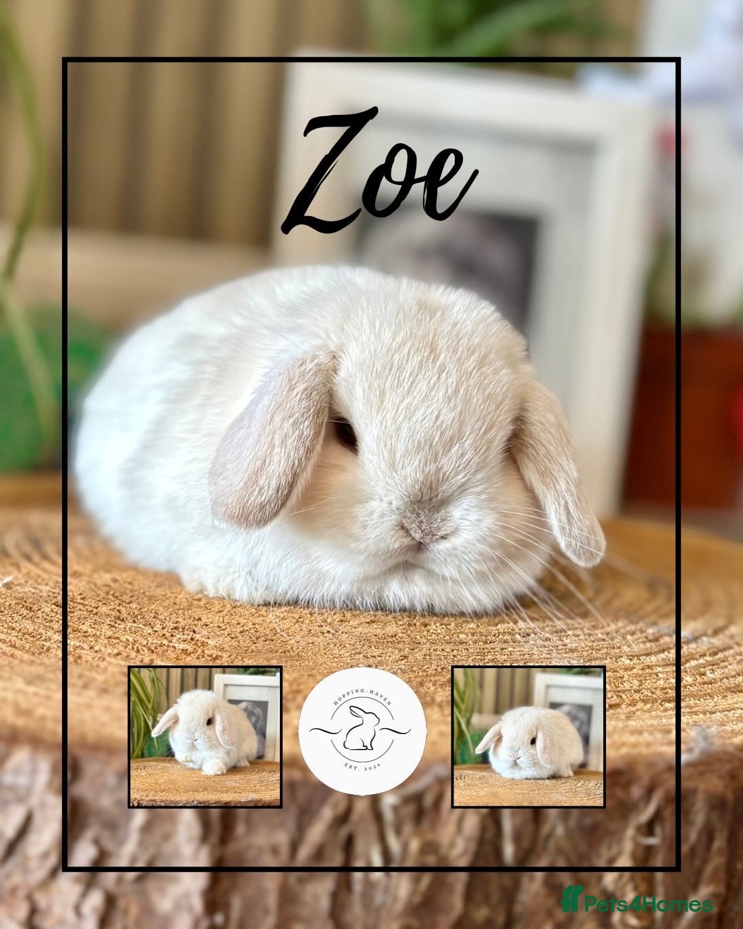 Mini Lop rabbits All bunnies reserved - Advert 18