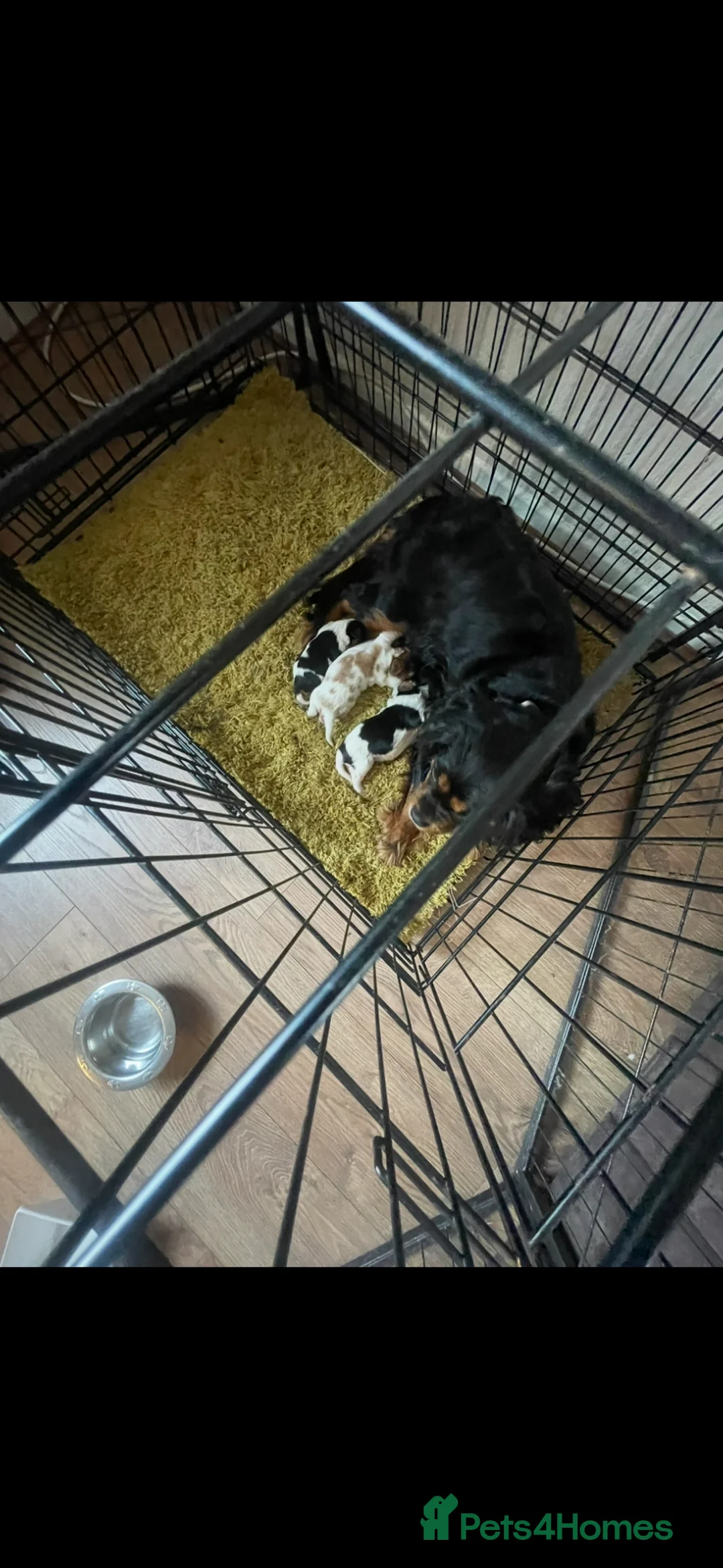 Cavalier King Charles Spaniel dogs for sale: Excellent pedigree cavalier pups  - Advert 13