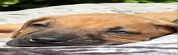 Rhodesian Ridgeback dogs for sale: !!KC CHAMPION AFRICAN RHODESIAN RIDGEBACK!! in Doncaster - Advert 25