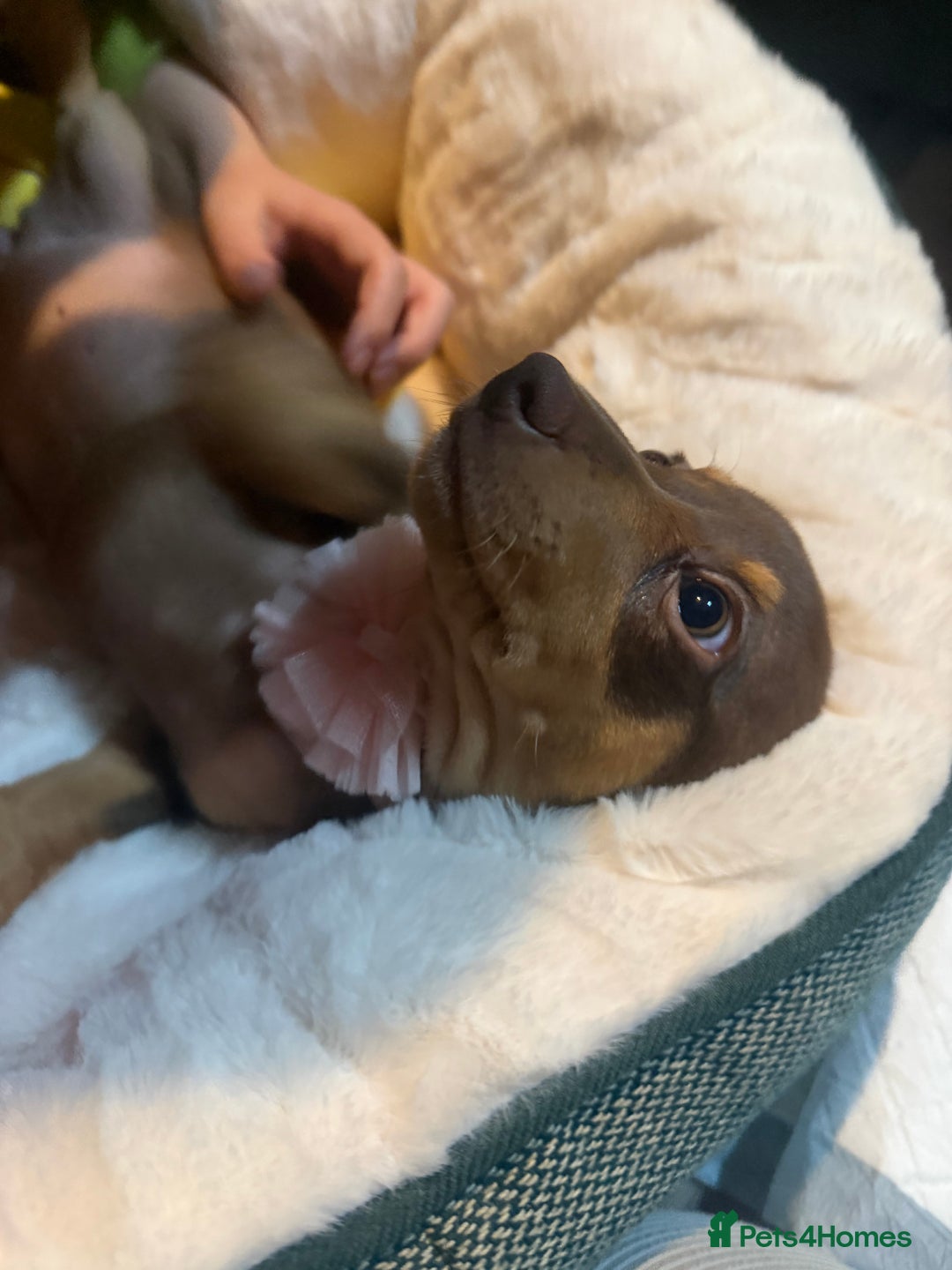 Dachshund dogs for sale: Dachshund  - Advert 5