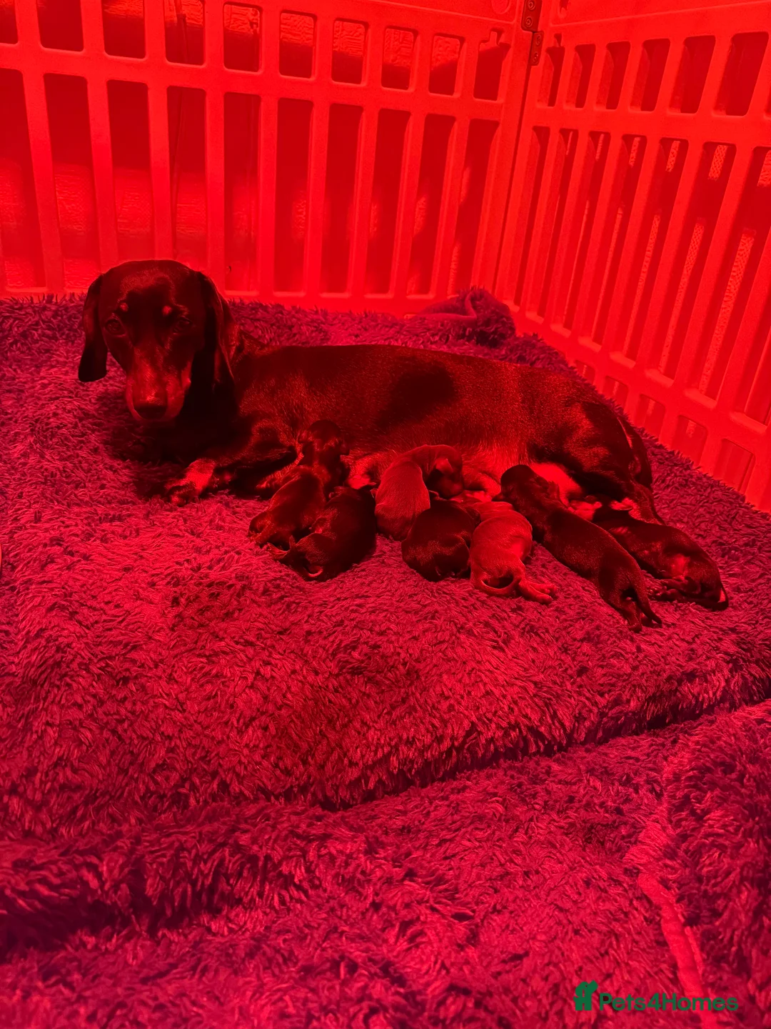 Miniature Dachshund dogs for sale: Beautiful miniature Dachshund puppies  - Advert 3