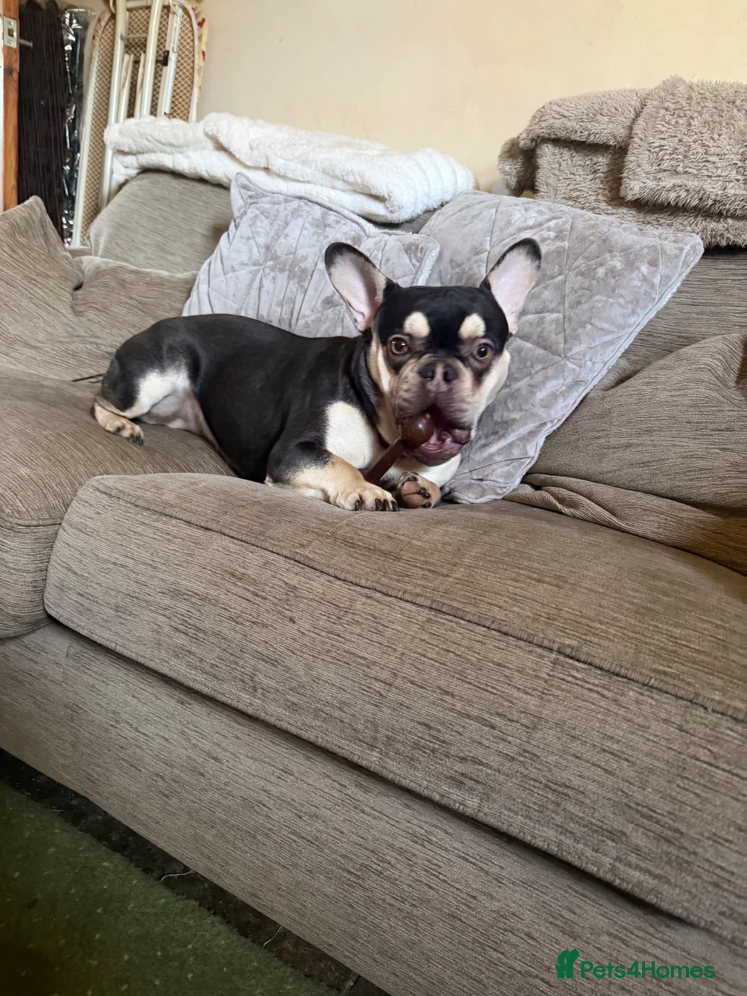 French Bulldog dogs for sale: French bulldog  in Huddersfield - Advert 4