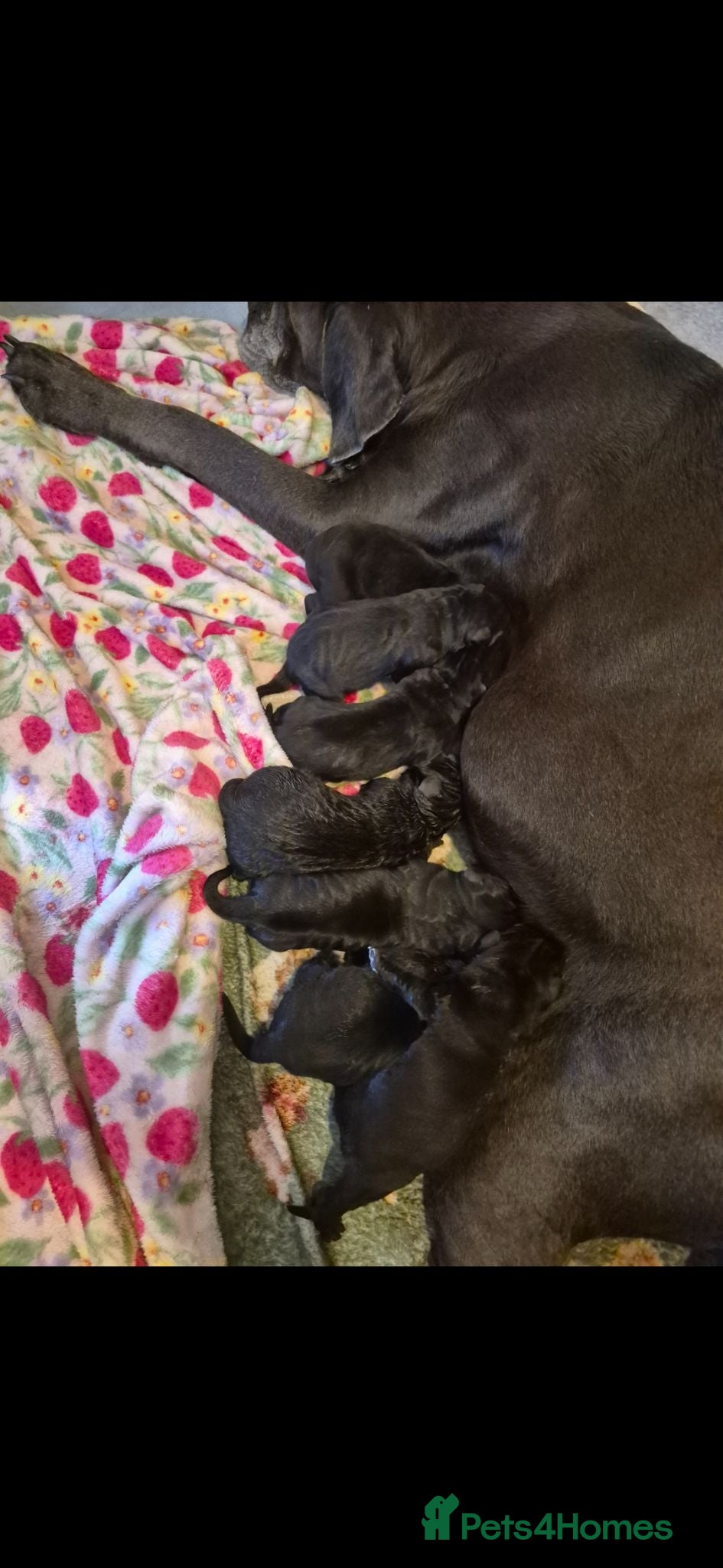 Cane Corso dogs Stunning cane corso pups - Advert 2
