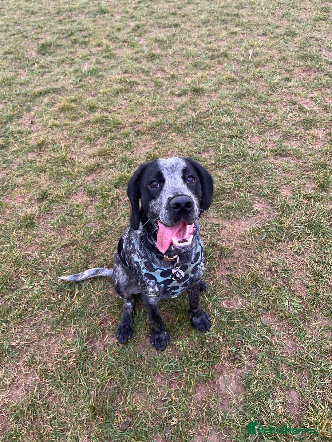 Mixed Breed dogs for sale: Very loving dog  - Image 4