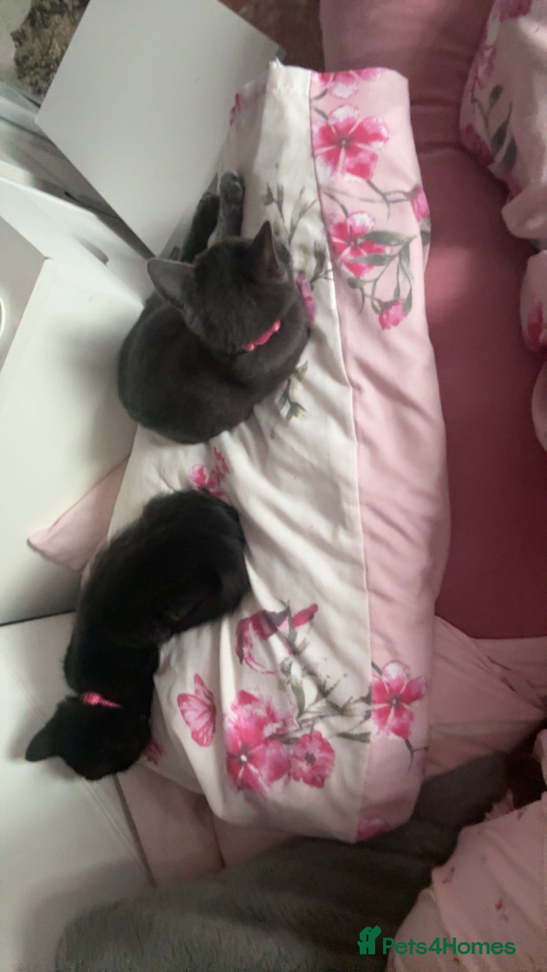 Bombay cats for sale: Two Gorgeous Girls - Advert 3