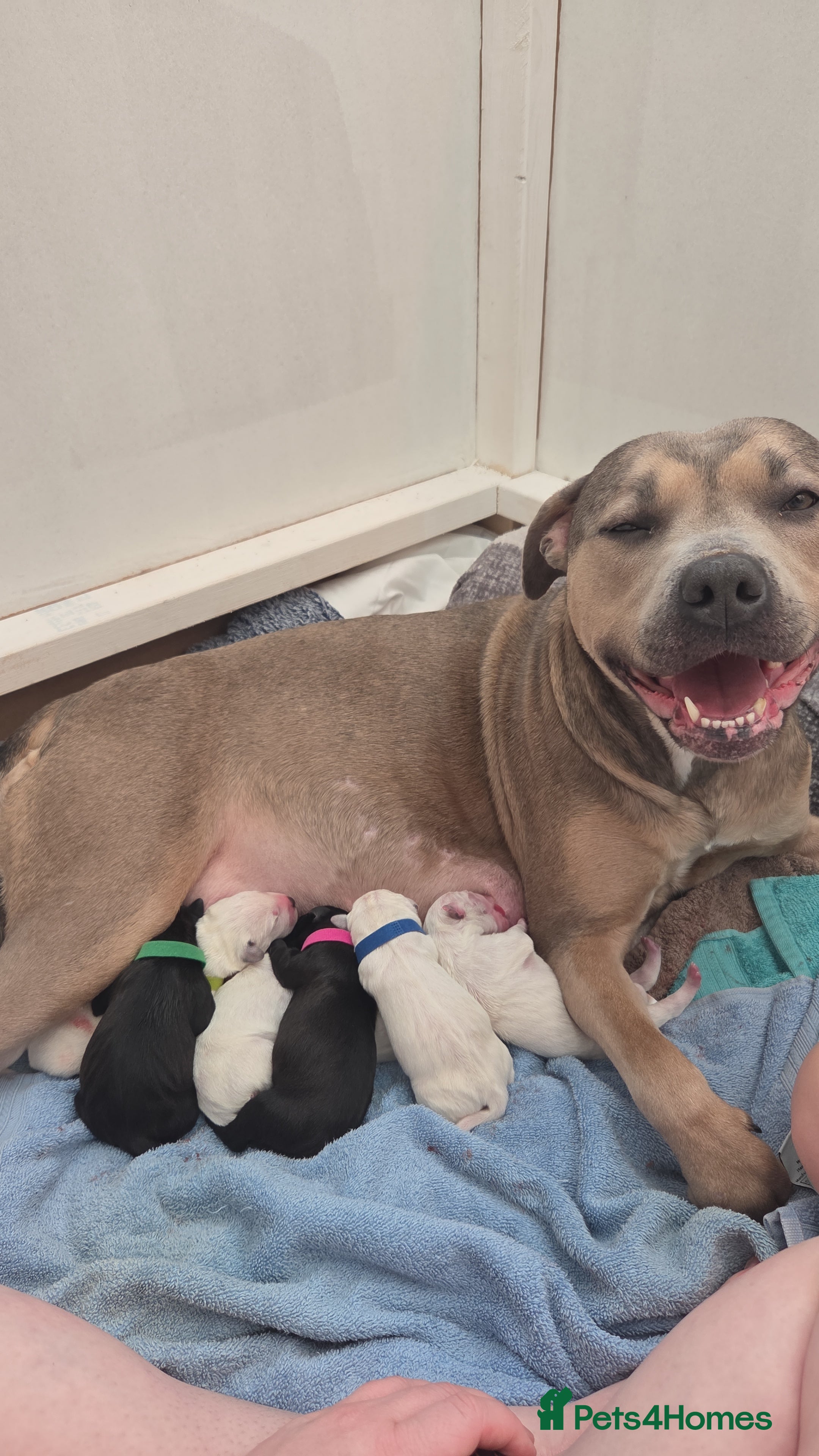 Mixed Breed dogs Gorgeous family puppies  in Ilkeston - Advert 3