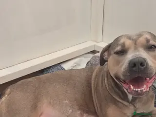 Mixed Breed dogs Gorgeous family puppies in Ilkeston - Advert 3