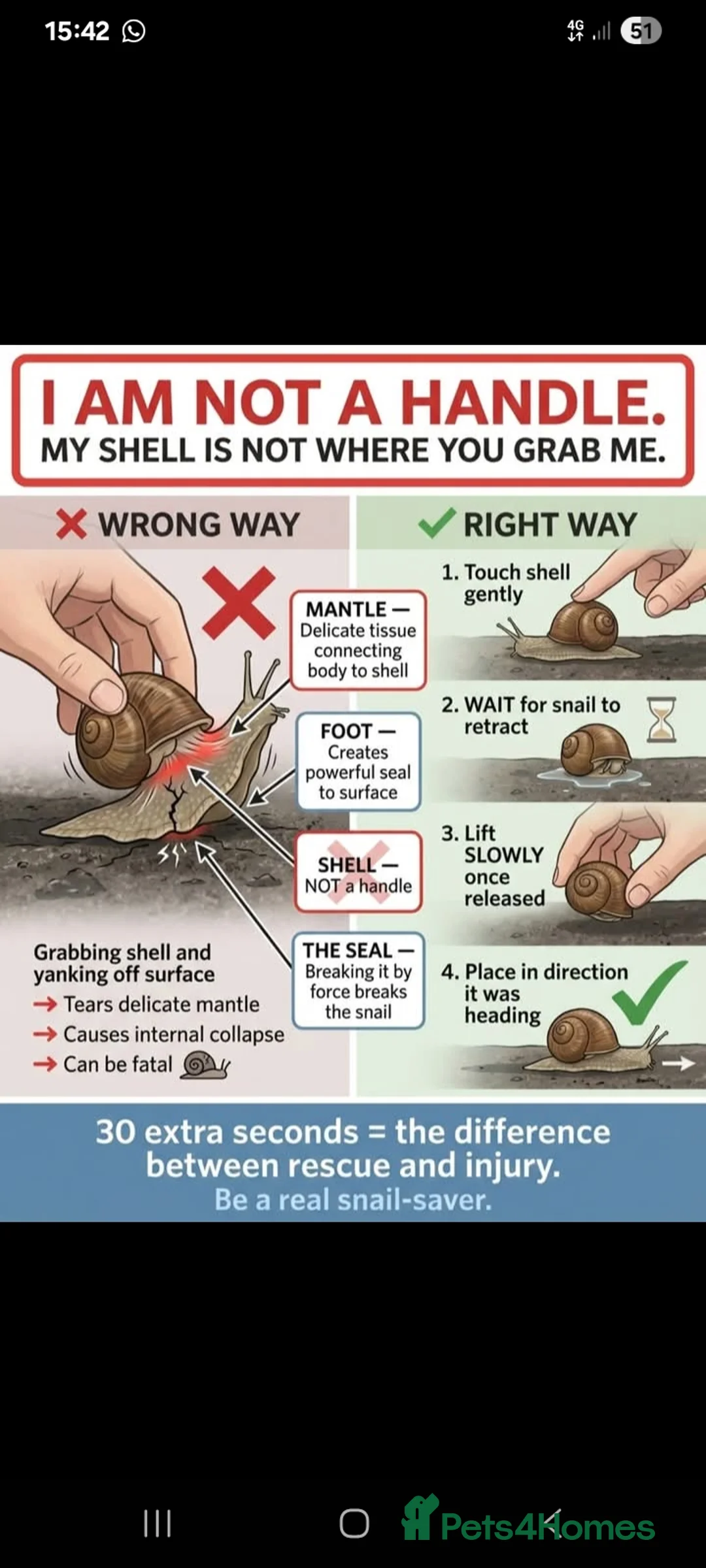 Snails invertebrates for sale: Baby giant African land snails Fulica Free - Advert 2