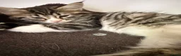 Ragcoon cats for sale: RAGCOONS ragdoll mainecoons  - Advert 24