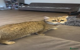 British Shorthair cats for sale: Beloved Simba needs a new home  - Image 6