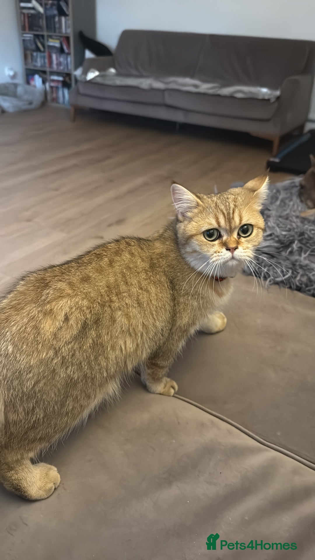 British Shorthair cats for sale: Beloved Simba needs a new home  - Image 6
