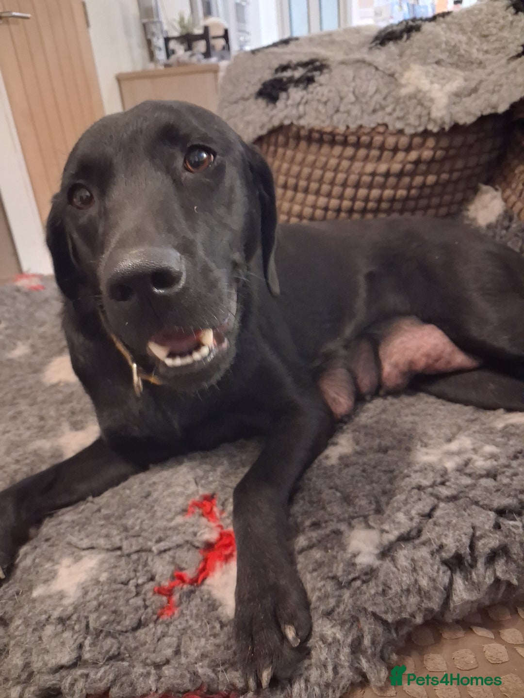 Labrador Retriever dogs for sale: **LAST PUPPY, READY NOW** - Advert 6