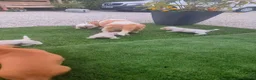 Basset Hound dogs for sale: Quality kc basset hound puppies  in Saint Austell - Advert 5