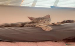 Bengal cats for sale: REDUCED 12week old bengal for sale ASAP - Image 4