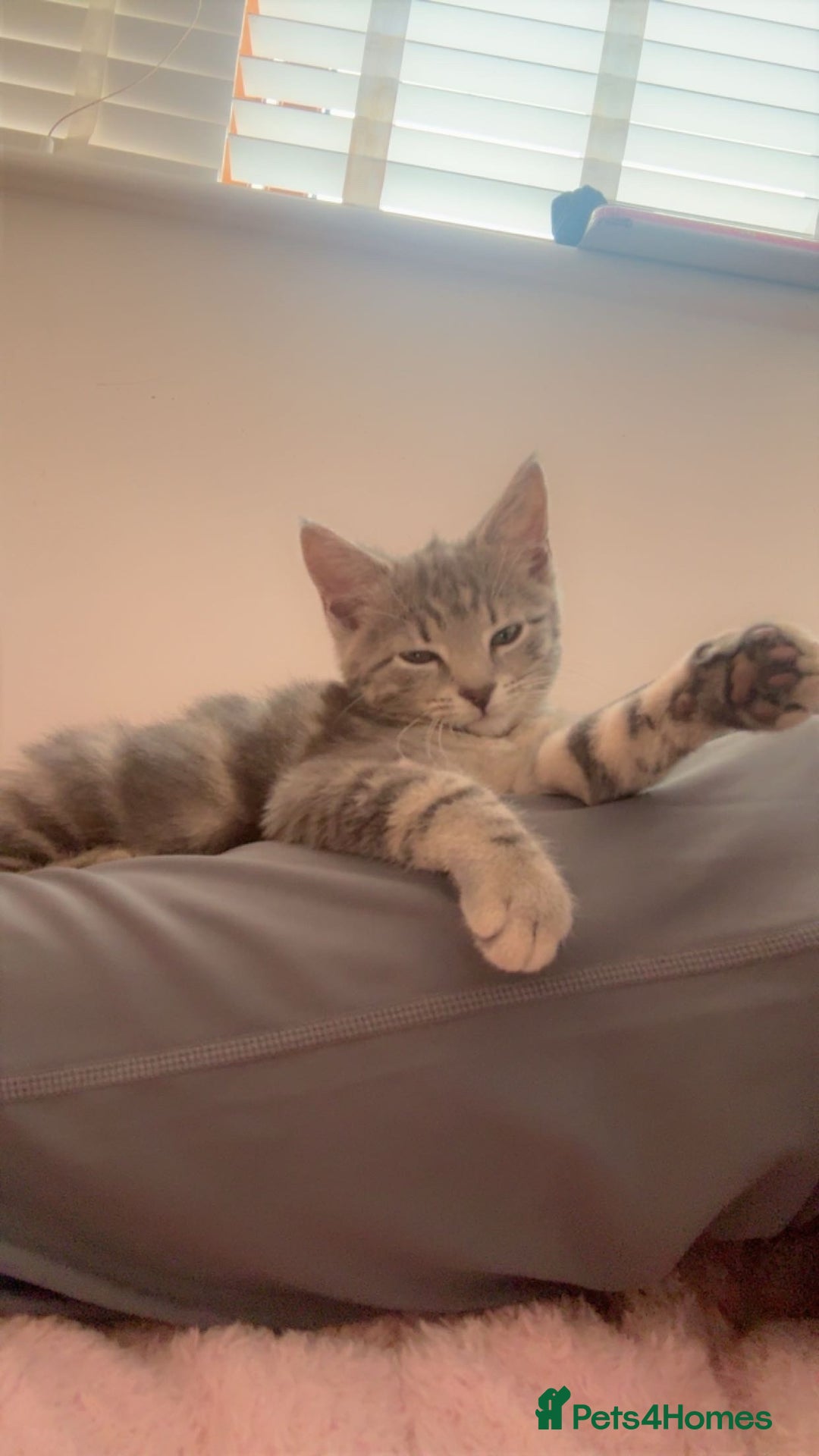 Bengal cats for sale: REDUCED 12week old bengal for sale ASAP - Image 4