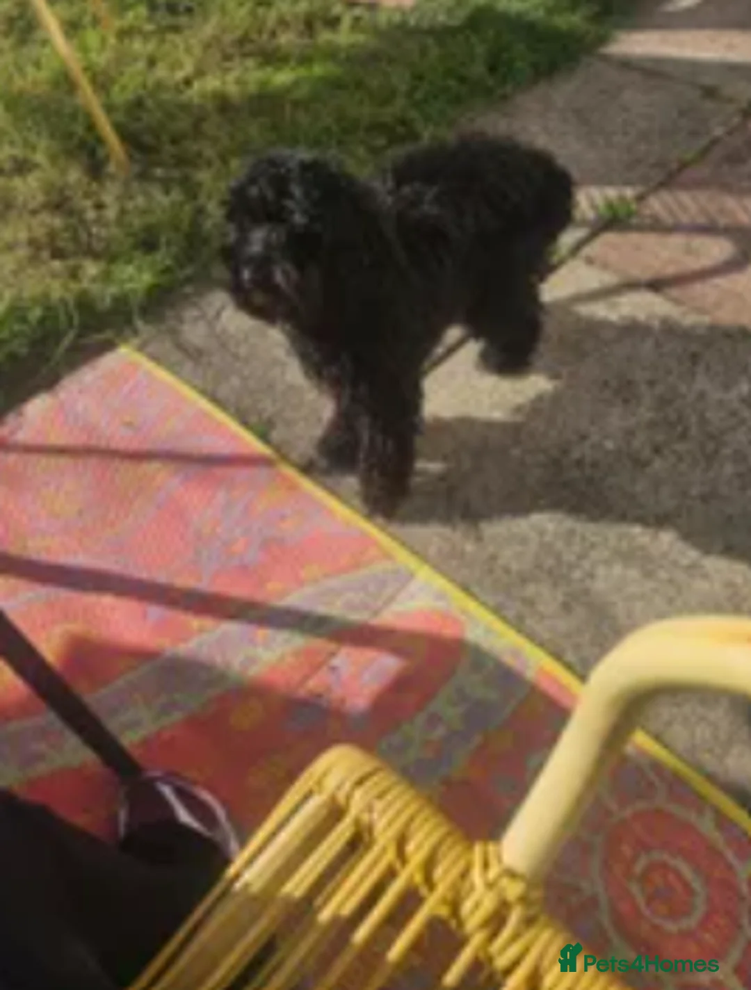Cavapoo dogs for sale: Beautiful little Minnie - Toy F1b cavapoo - Advert 8
