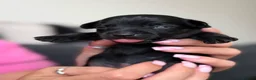 Chiweenie dogs for sale: Miniature Dachshund x Chihuahua  - Advert 11