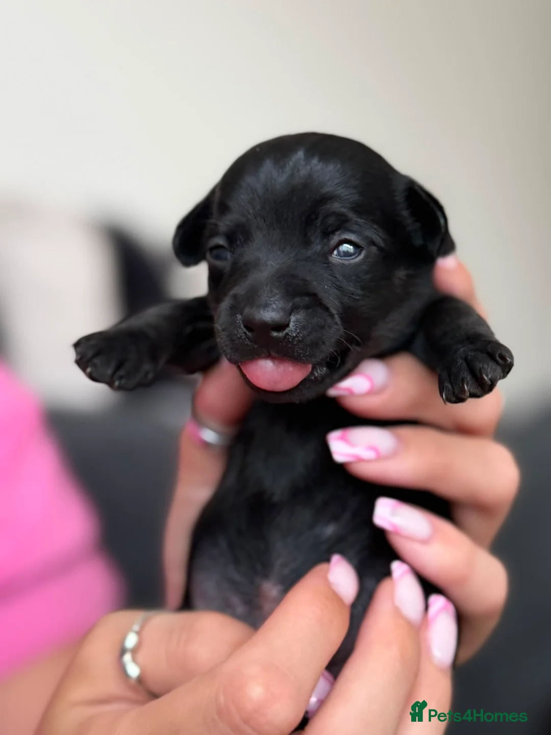 Chiweenie dogs for sale: Miniature Dachshund x Chihuahua  - Advert 2