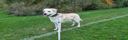 Labrador Retriever dogs for stud: Rocky in Kettering - Advert 4