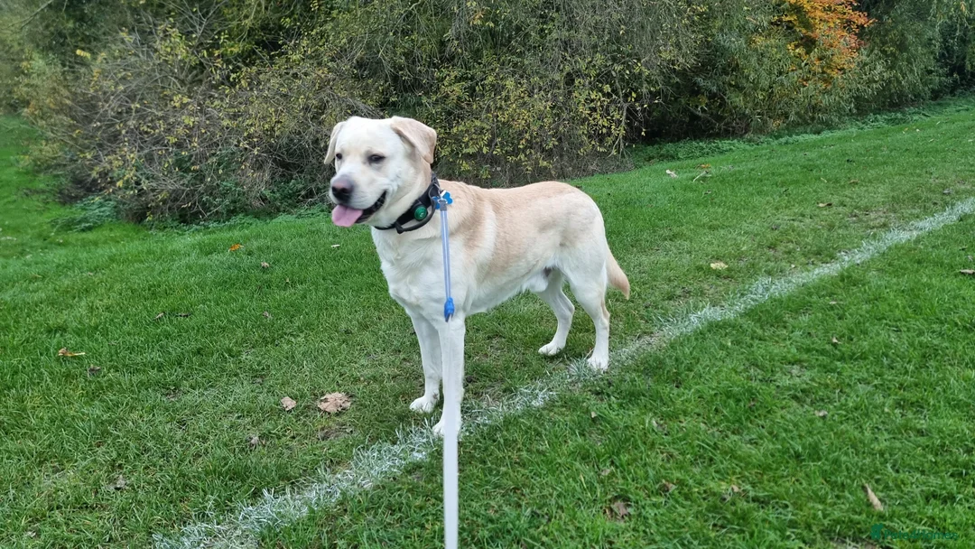 Labrador Retriever dogs for stud: Rocky in Kettering - Advert 4