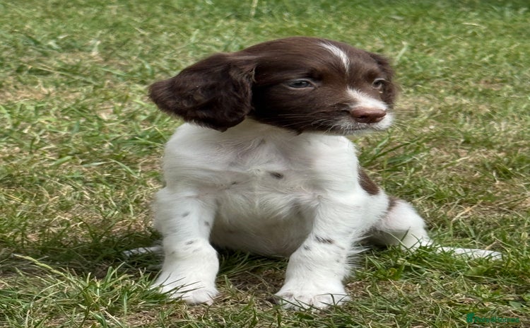 English Springer Spaniel dogs - Advert 4