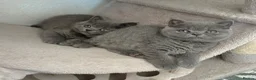 British Shorthair cats for sale: GCCF/TICA Registered British Shorthair Kittens - Advert 11