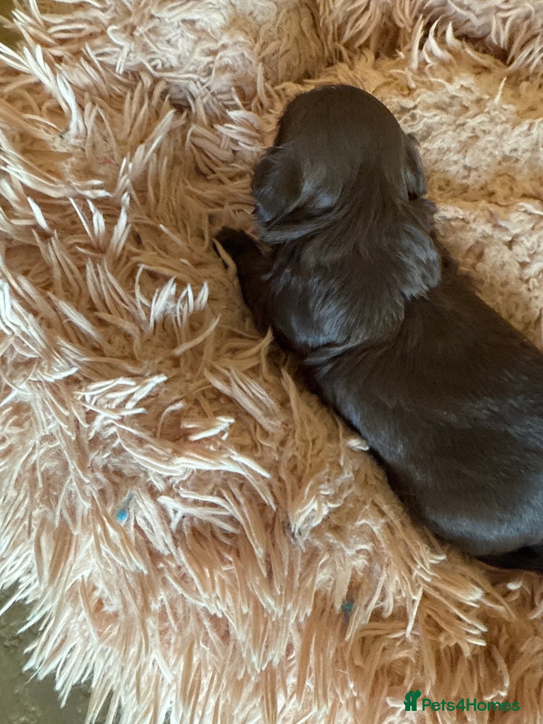 Shih Tzu dogs for sale: IMPERIAL CHOCOLATE SHIHTZU. - Advert 9