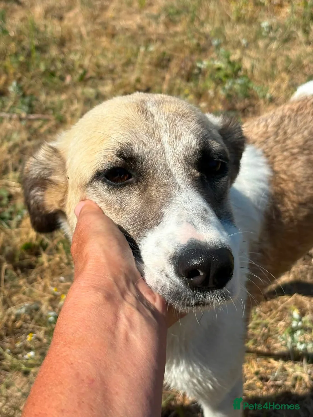 Mixed Breed dogs for adoption: Happy - Norwich Norfolk  - Advert 2