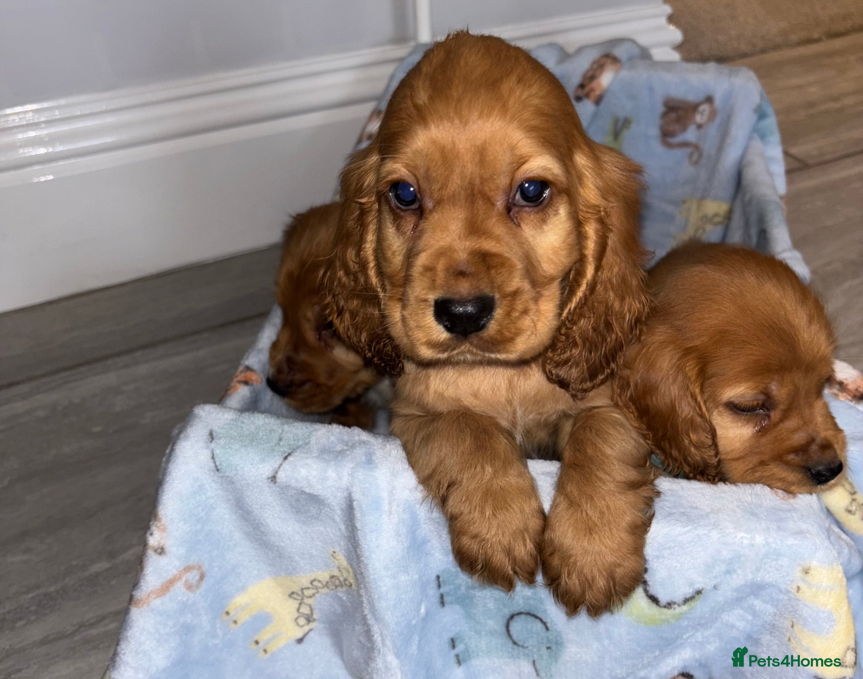 Cocker Spaniel dogs 🌹🌺🌸Amazing Puppy’s  Ready To Leave 🌸🌺🌹 - Advert 6