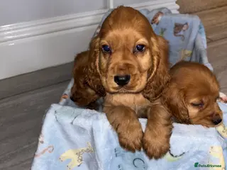 Cocker Spaniel dogs 🌹🌺🌸Amazing Puppy’s Ready To Leave 🌸🌺🌹 - Advert 6