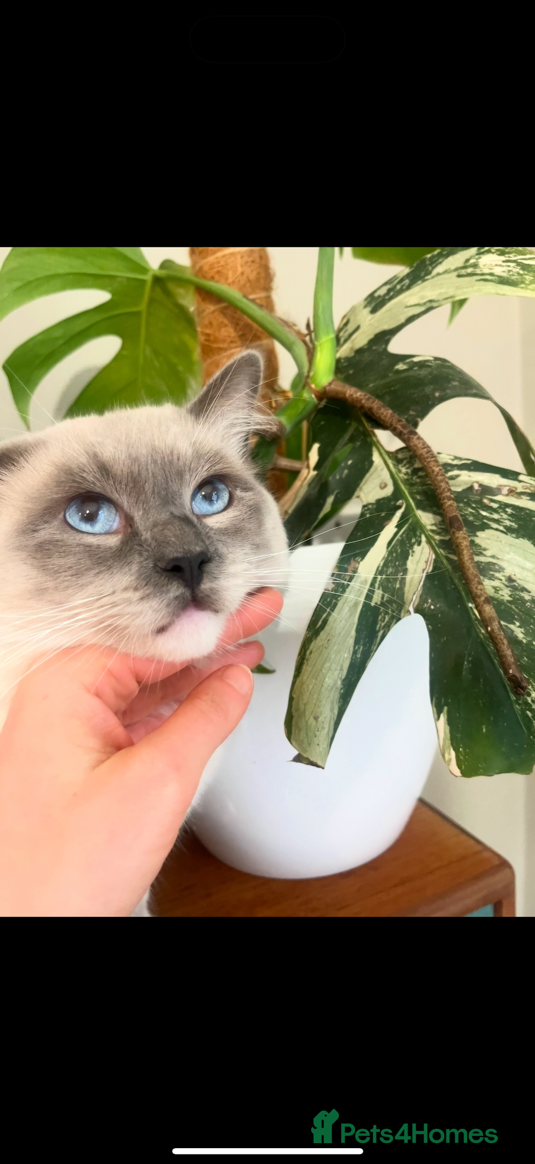 Ragdoll cats for sale: Beautiful litter of Ragdoll baby’s!  - Image 22