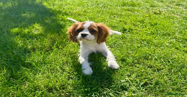 Cavalier King Charles Spaniel dogs - Advert 1