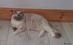 Ragdoll cats for sale: Ragdoll  - Image 5