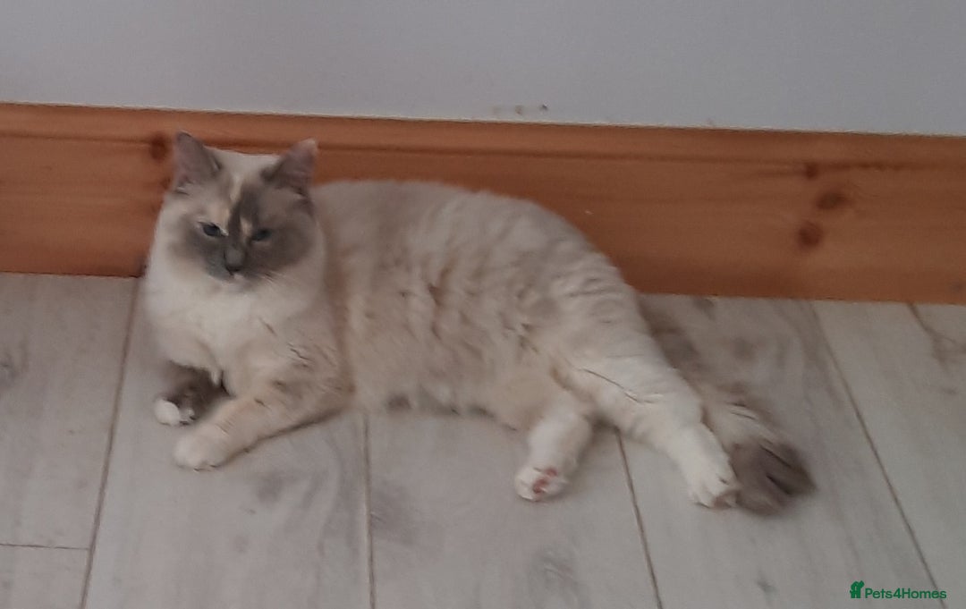 Ragdoll cats for sale: Ragdoll  - Image 5