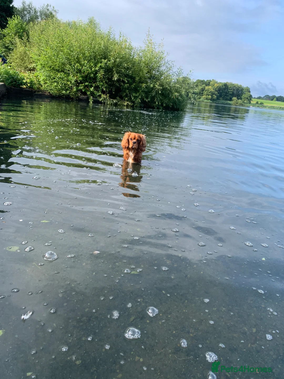 Cavalier King Charles Spaniel dogs for sale: 5 cavalier King Charles spaniel puppies available  - Advert 2