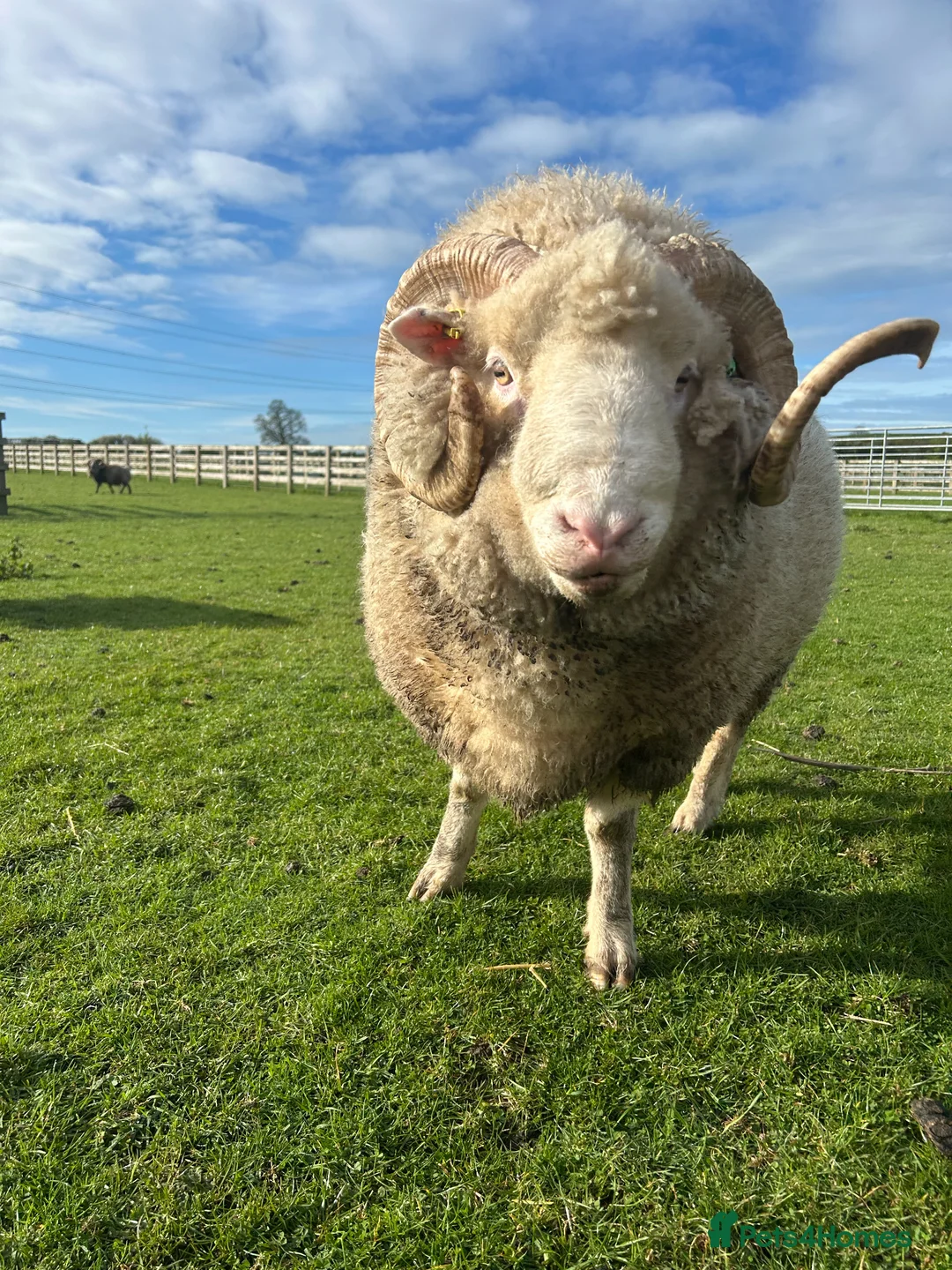 Sheep livestock for sale: Dorset Horn Ram for sale in Buckingham - Advert 1