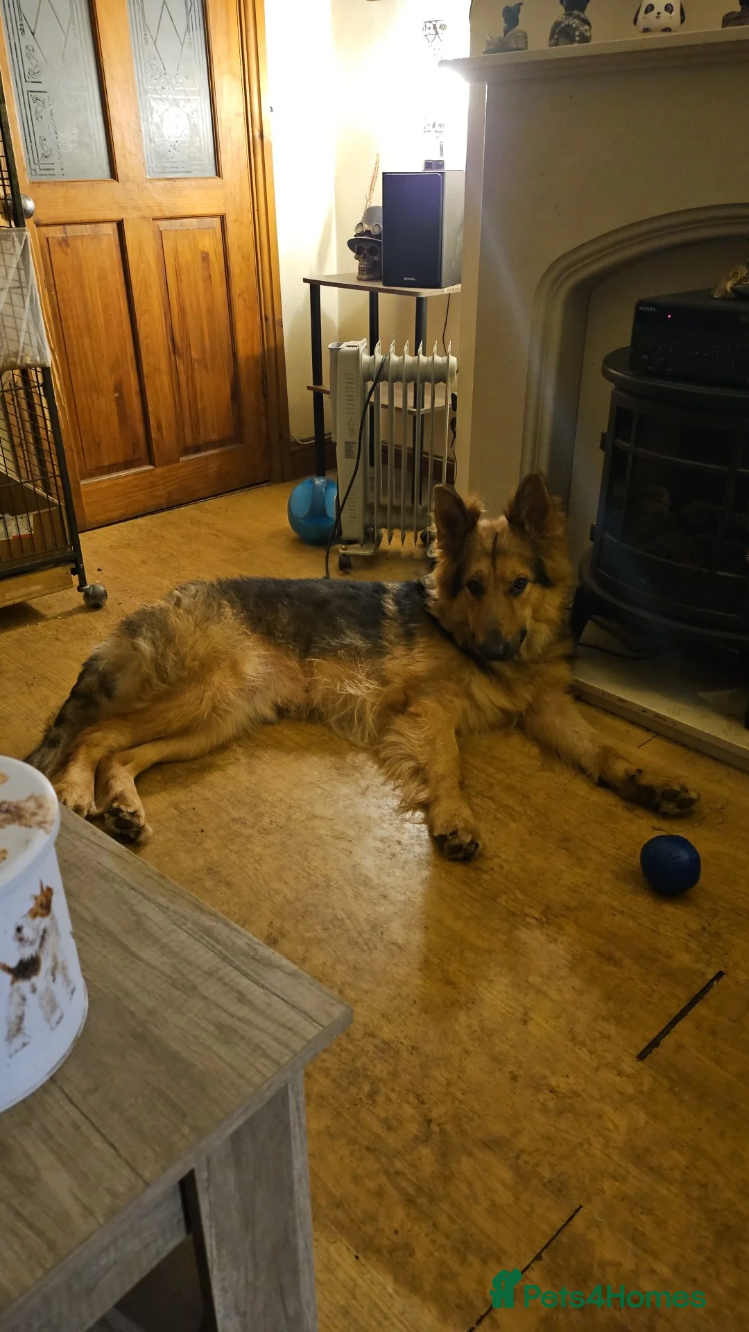 German Shepherd dogs for sale: German Shepherd male nearly 2 years old in Grimsby - Advert 3