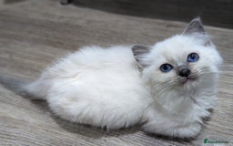 Ragdoll cats for sale: Last Gorgeous Ragdoll kitten - Image 26