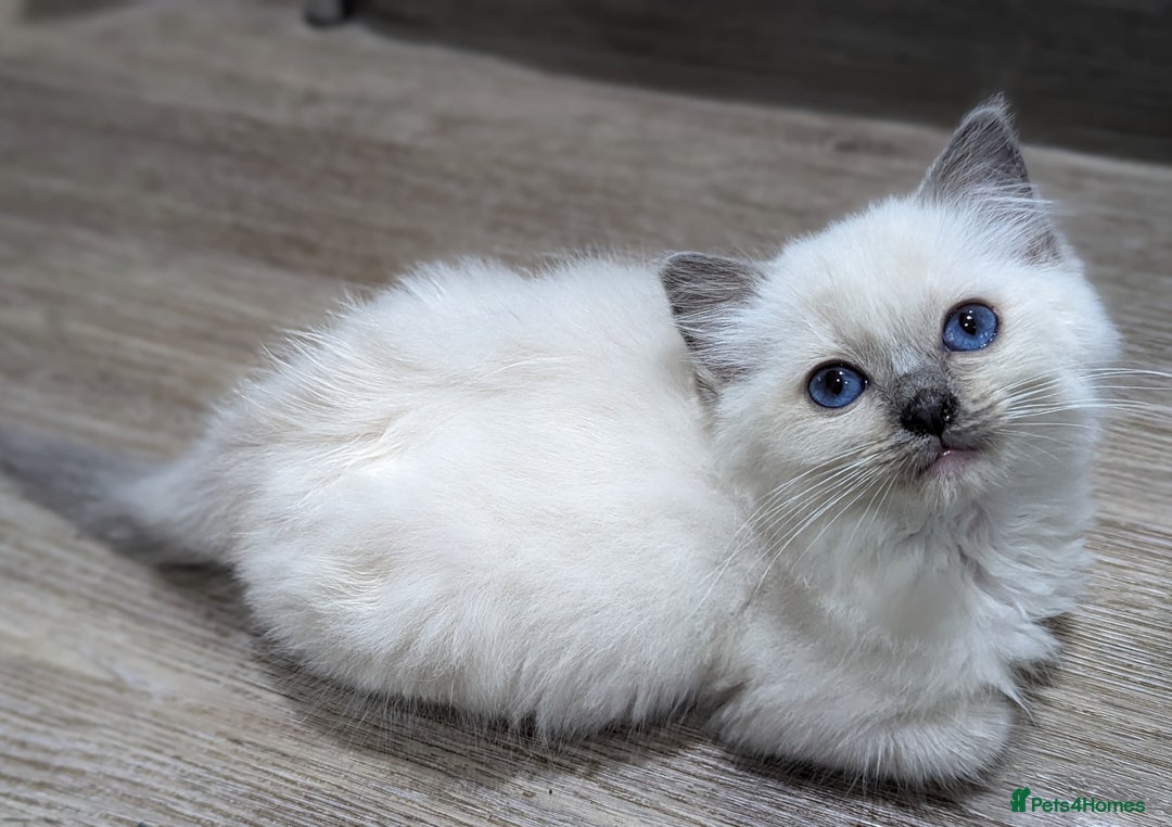 Ragdoll cats for sale: Last Gorgeous Ragdoll kitten - Image 26
