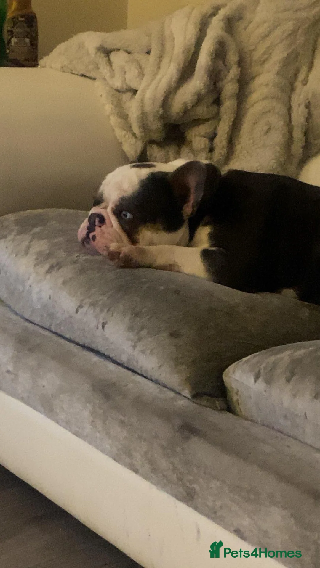 French Bulldog dogs for sale: Milo! in Leicester - Advert 2
