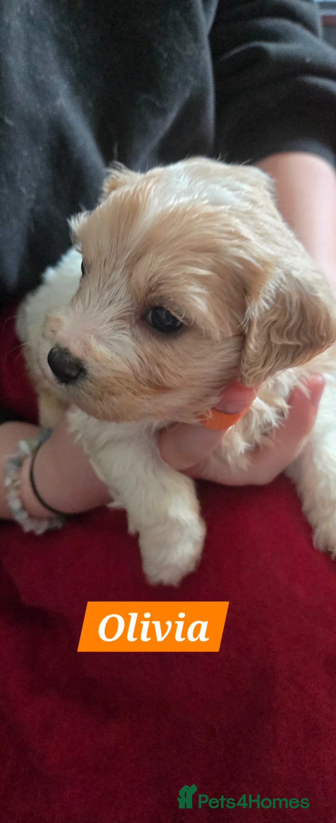 Cavachon dogs for sale: Gorgeous Cavachon puppies - Advert 12