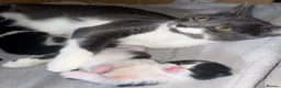 Mixed Breed cats for sale: Beautiful Tuxedo Kittens Looking for Loving Homes - Advert 5